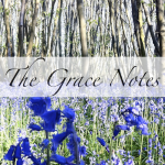 Bluebells in woods, The Grace Notes